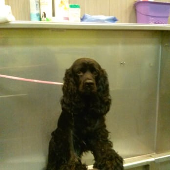 Perk-N-Pooch - Stinky needs a bath. - Pet Groomers Near Me - Sandy Springs, Georgia Perk-N-Pooch - Stinky needs a bath. - Pet Groomers Near Me - Sandy Springs, Georgia