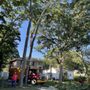 Photo of Lyon Tree Service
