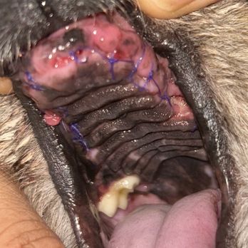 Pet Dental Solutions - Here it is! Over 20 tooth extracted and sutures everywhere in his mouth, Shay still terminates all his medical appts. - Veterinarians Near Me - Huntington Beach, California Pet Dental Solutions - Here it is! Over 20 tooth extracted and sutures everywhere in his mouth, Shay still terminates all his medical appts. - Veterinarians Near Me - Huntington Beach, California