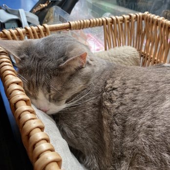 Le Café des Chats - Themed Cafes Near Me - Paris, 75