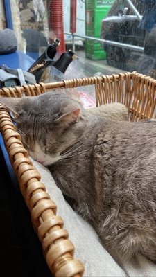 Le Café des Chats by null