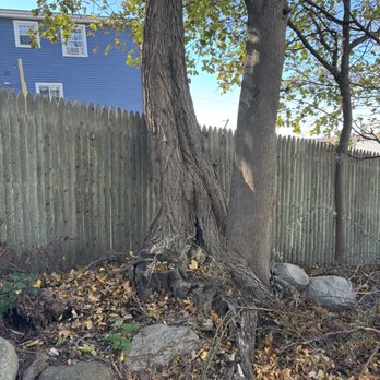 M&M Tree - Rotted tree removed - Tree Services Near Me M&M Tree - Rotted tree removed - Tree Services Near Me