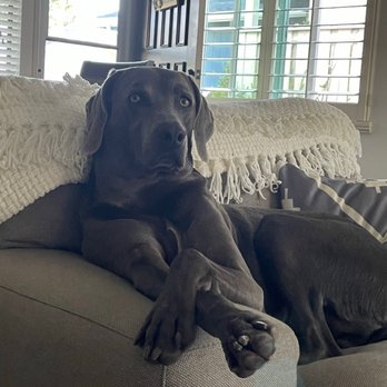 Groom Room - A post spa Manny approved location... #TheGroomRoom - Pet Groomers Near Me - Vista, California Groom Room - A post spa Manny approved location... #TheGroomRoom - Pet Groomers Near Me - Vista, California