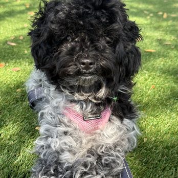 Vanity Fur Eastvale - Before - Pet Groomers Near Me