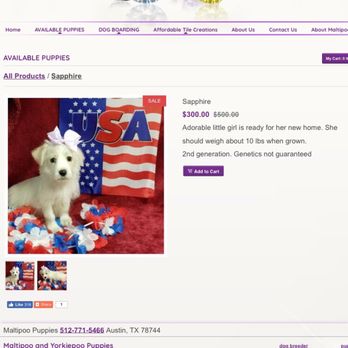 Malti Poo Pup - "Genetics not guaranteed" what a joke! - Pet Breeders Near Me Malti Poo Pup - "Genetics not guaranteed" what a joke! - Pet Breeders Near Me