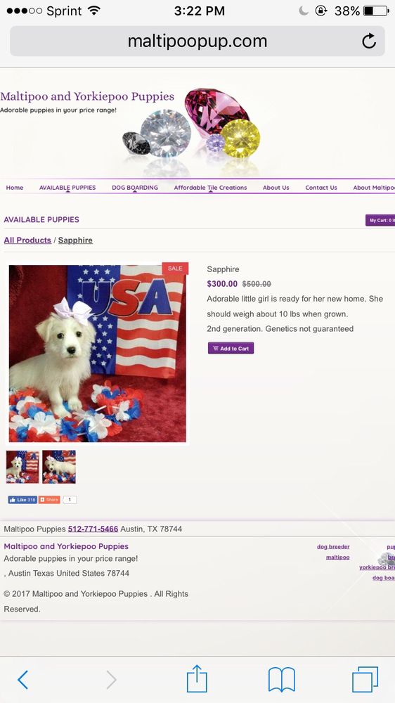 Malti Poo Pup - pet boarding facility in Austin, TX