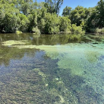 Weeki Wachee Springs - the river is so clear you can see every fish - Amusement Parks Near Me - Spring Hill, Florida Weeki Wachee Springs - the river is so clear you can see every fish - Amusement Parks Near Me - Spring Hill, Florida