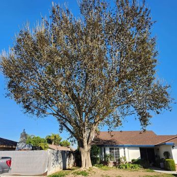 Johnny's Tree Service - Ash Tree Remove - Tree Services Near Me