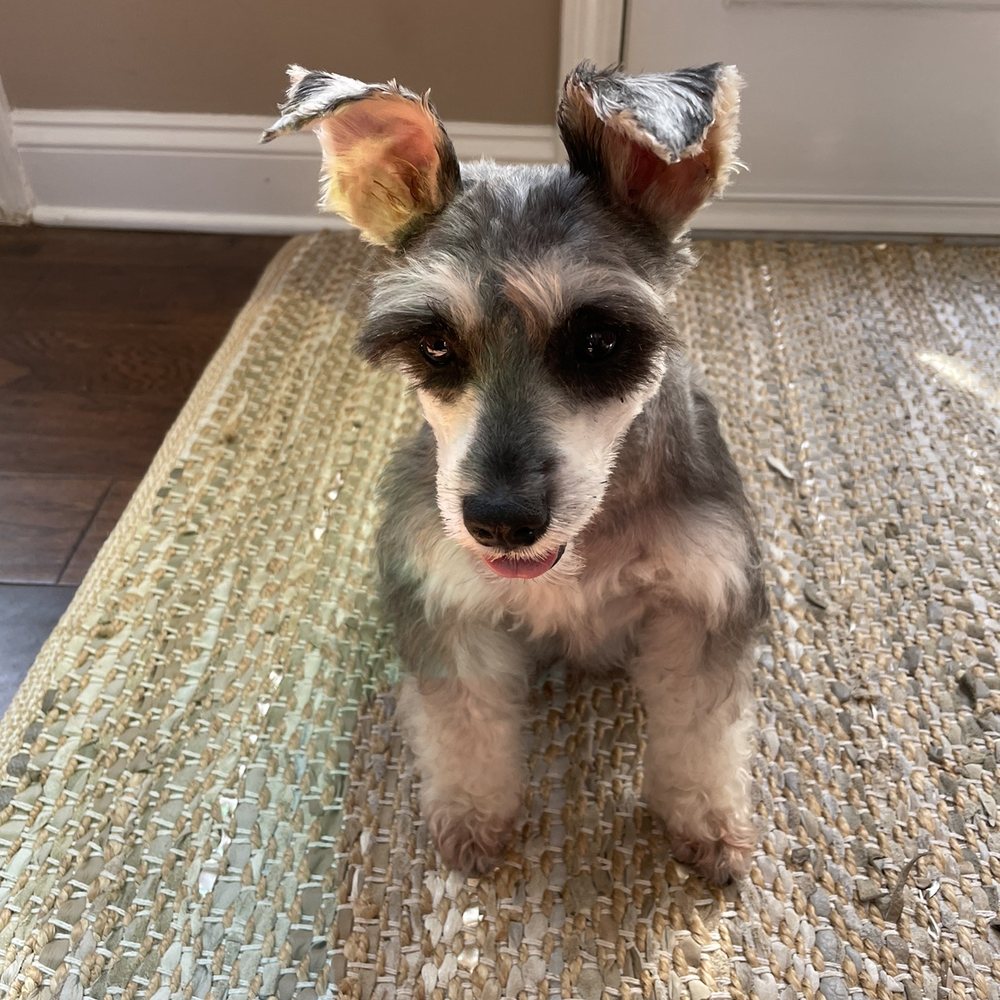 Tiffany's Pet Salon - Pet Groomers Near Me - Mint Hill, North Carolina