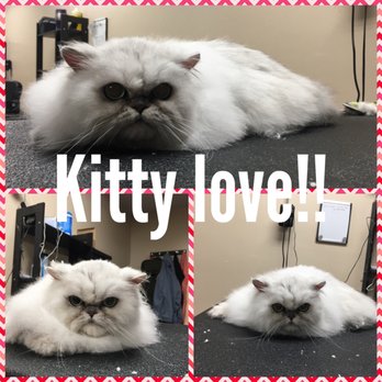 Catty Canines - Pet Groomers Near Me - Edmonton, Alberta