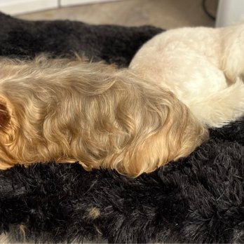 Tiffy's Pet Spa - Spa day - Pet Groomers Near Me - Newport Beach, California Tiffy's Pet Spa - Spa day - Pet Groomers Near Me - Newport Beach, California