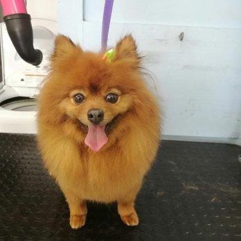 Paws-N-Tails - Photo - Pet Groomers Near Me - Kamloops, British Columbia Paws-N-Tails - Photo - Pet Groomers Near Me - Kamloops, British Columbia