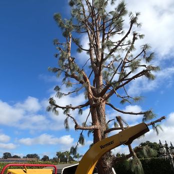 Ayala Tree Care & Landscape Service - Tree Services Near Me