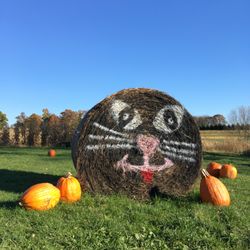 Schramm's Farm Market - More than a great place to get pumpkins in the Fall. Check it out for local produce, canned goods, and honey any time of year!