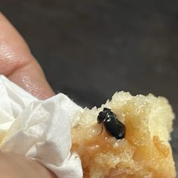 Pita Land Mediterranean Grille - Cheeseburger sandwich with a bug.
