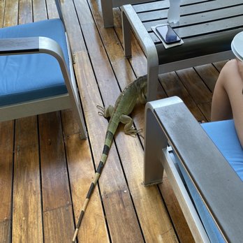 Live Aqua Resort - Iguana - Resorts Near Me - Cancún, ROO