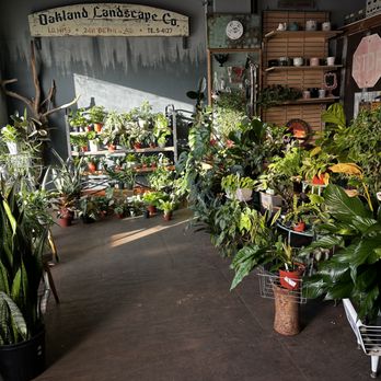 Three Moons Houseplants - Houseplants!!!! - Nurseries & Gardening Near Me - Jeannette, Pennsylvania Three Moons Houseplants - Houseplants!!!! - Nurseries & Gardening Near Me - Jeannette, Pennsylvania