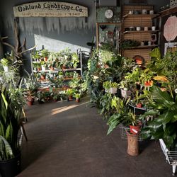 Three Moons Houseplants - Houseplants!!!!