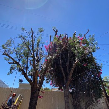Ortega's Jr Tree Service - Riverside - Tree Services Near Me - Riverside , California Ortega's Jr Tree Service - Riverside - Tree Services Near Me - Riverside , California