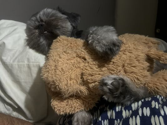 Teri's Grooming Studio