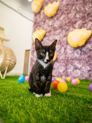 Purrfecto Cat Lounge by null