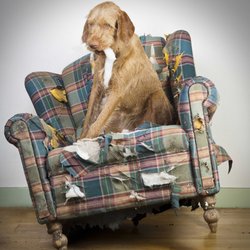 Chewing nuisance CAN be addressed !