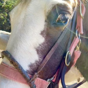Horse N Around Trail Rides - This is Traveler - Horseback Riding Near Me - Bodega, California