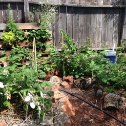 Raspberries in the beds with homemade supports; strawberries planted vertically in a pallet. Very productive already! Raspberries in the beds with homemade supports; strawberries planted vertically in a pallet. Very productive already!