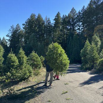 Sunset Tree Farm - Christmas Trees Near Me - Los Gatos, California Sunset Tree Farm - Christmas Trees Near Me - Los Gatos, California
