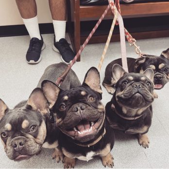 Mission Oaks Veterinary Clinic - Shots day! Rabies and general check in - Veterinarians Near Me - Camarillo, California