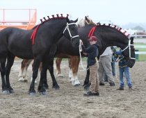 Markham Fairgrounds by null