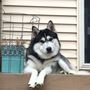 Photo of Nebraska No Kill Canine Rescue