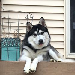 Nebraska No Kill Canine Rescue - Adopted new family member
