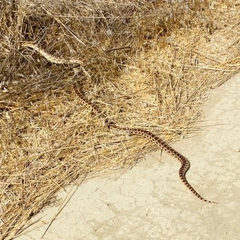 Hallmark Park - Snake season! - Parks Near Me - Belmont, California Hallmark Park - Snake season! - Parks Near Me - Belmont, California
