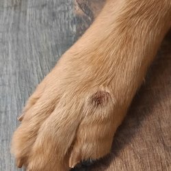TailWaggers Doggy Daycare - Photo of the Injury
