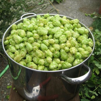 Bainbridge Brewing - Hop harvest 2011 - Breweries Near Me - Bainbridge Island, Washington