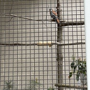 EcoTarium - Falcon - Museums Near Me - Worcester, Massachusetts