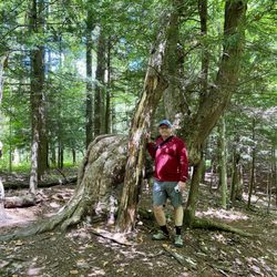 Sprague Brook Park - Unique tree