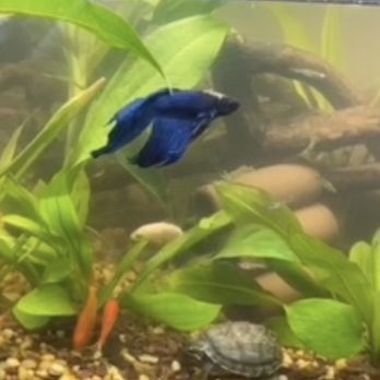 Jan's Tropical Fish - Local Fish Stores Near Me - Montclair, California Jan's Tropical Fish - Local Fish Stores Near Me - Montclair, California