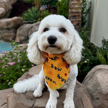 Bonnie's Pampered Pets - Handsome boy - Pet Groomers Near Me - Corona, California