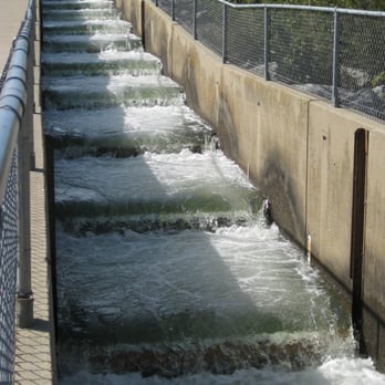 Nimbus Fish Hatchery - Fish Ladder is open (as of Nov 1) - Aquariums Near Me - Gold River, California