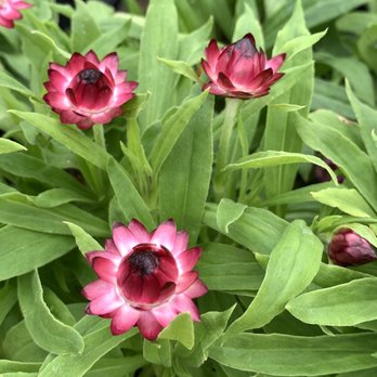 Southern Nurseries - Nurseries & Gardening Near Me - Silsbee, Texas