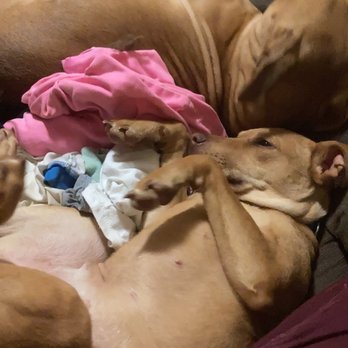 Memphis Animal Services - Kodie and nala - Animal Shelters Near Me - Memphis, Tennessee Memphis Animal Services - Kodie and nala - Animal Shelters Near Me - Memphis, Tennessee