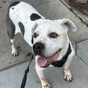 Just Food For Dogs - 13 year old Mickey loves Just Food For Dogs - Pet Stores Near Me - West Hollywood, California
