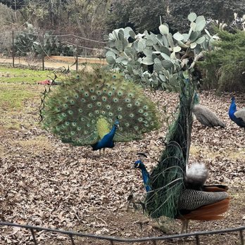 Lazy 5 Ranch - Zoos Near Me - Mooresville, North Carolina