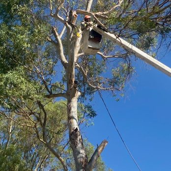 Ruff N Tuff Landscaping - Tree Trimming Temecula - Ruff N Tuff Landscaping and Tree Services - Tree Services Near Me - Hemet, California Ruff N Tuff Landscaping - Tree Trimming Temecula - Ruff N Tuff Landscaping and Tree Services - Tree Services Near Me - Hemet, California