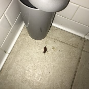 Pilot House - Bathroom roach - Seafood Near Me - Wilmington, North Carolina