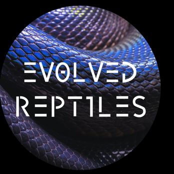 Evolved Reptiles - Reptile Shops Near Me - Deerfield Beach, Florida
