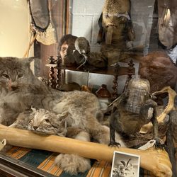 Curiosities