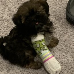 Minnie's splint